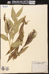 Amsonia tabernaemontana image