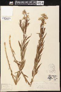 Amsonia ciliata image