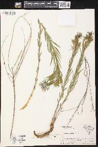 Amsonia ciliata image