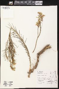 Amsonia ciliata image