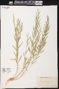 Amsonia tomentosa image