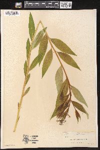 Amsonia tabernaemontana image