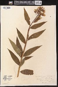 Amsonia tabernaemontana image