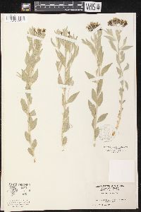 Amsonia tomentosa image