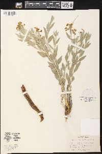 Amsonia tomentosa image