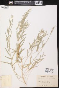 Amsonia tomentosa image