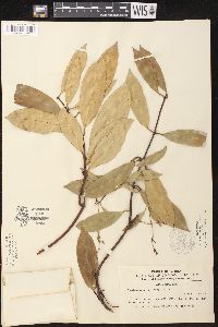 Image of Anodendron affinis