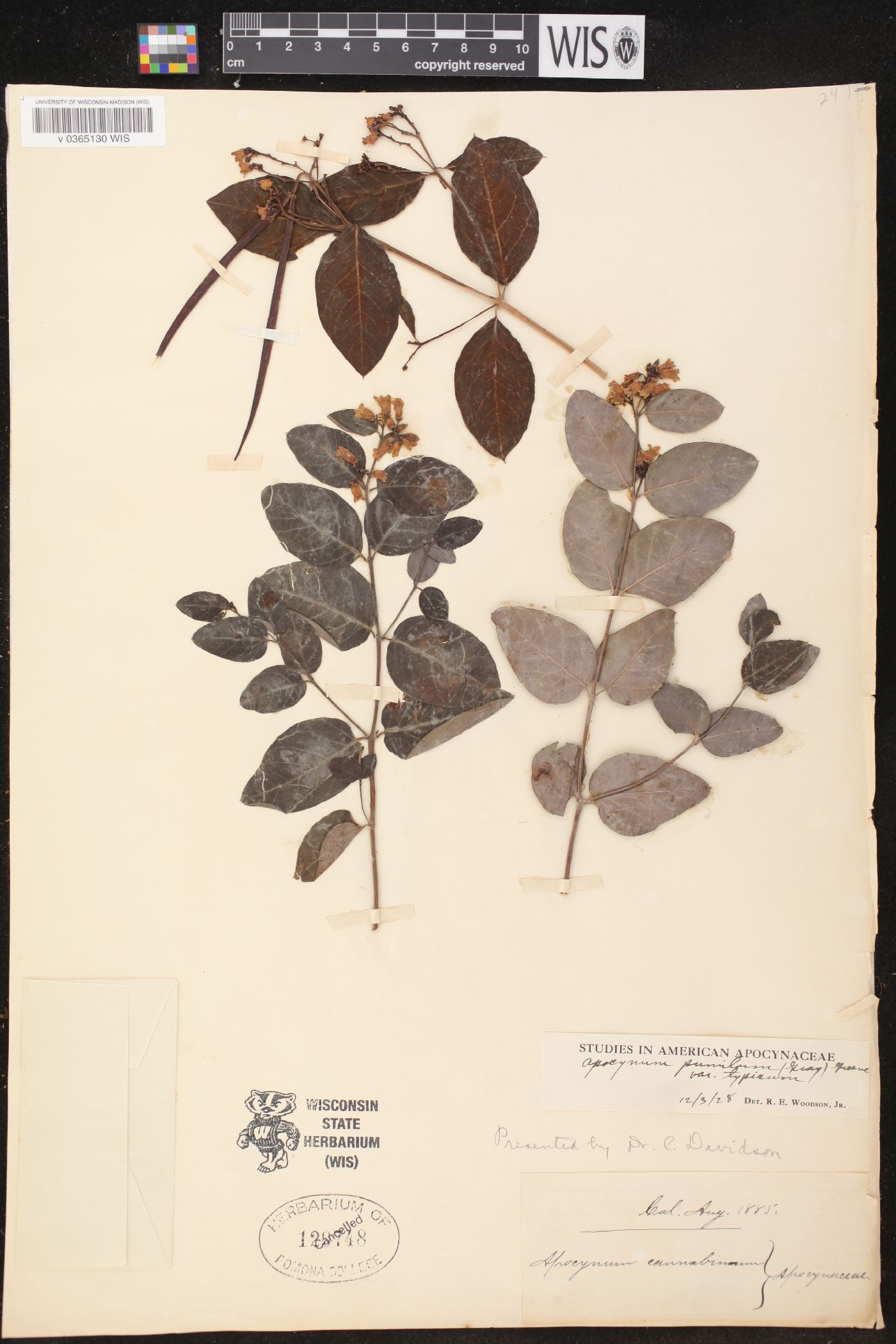 Apocynum androsaemifolium subsp. pumilum image