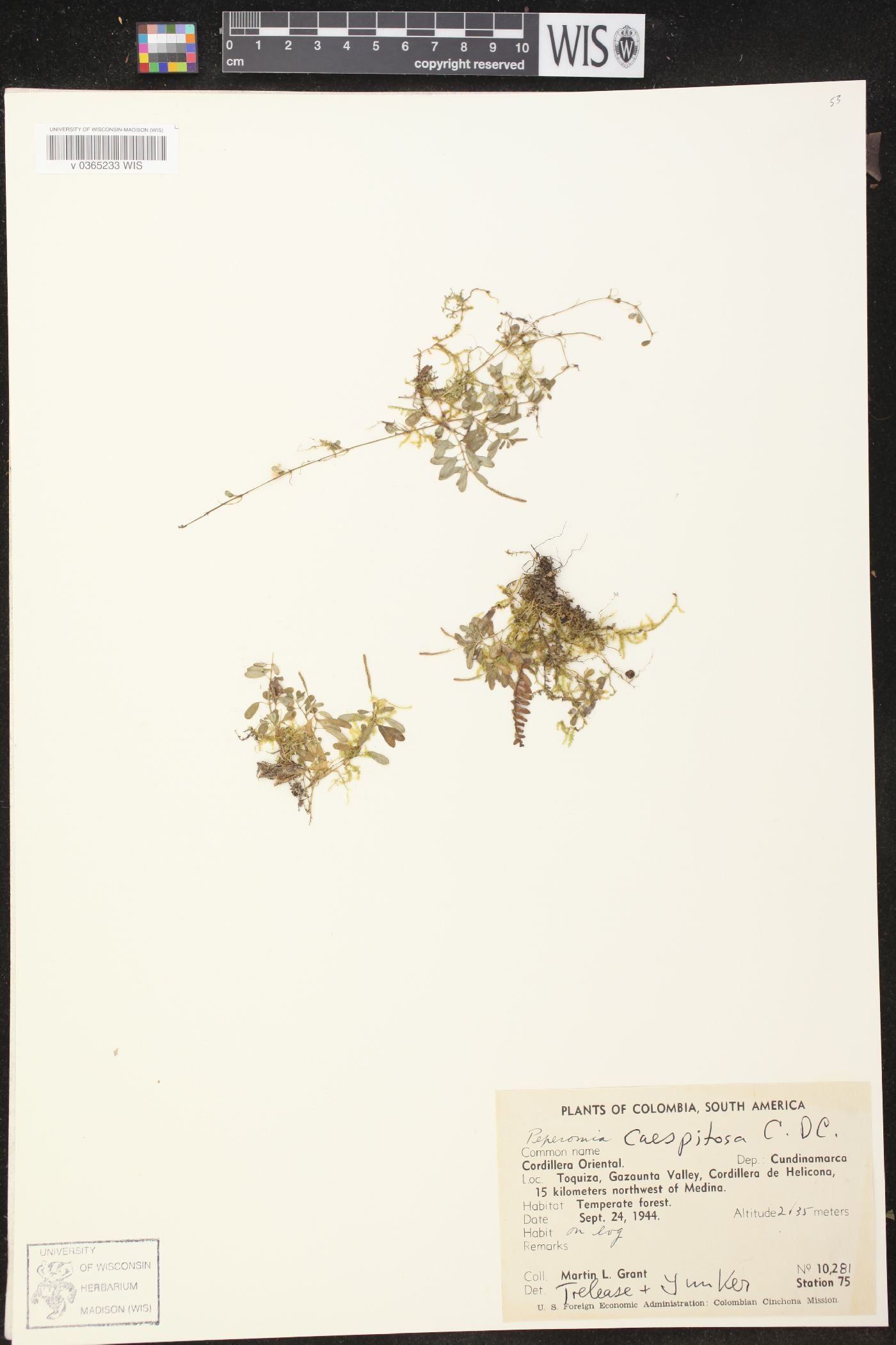Peperomia caespitosa image