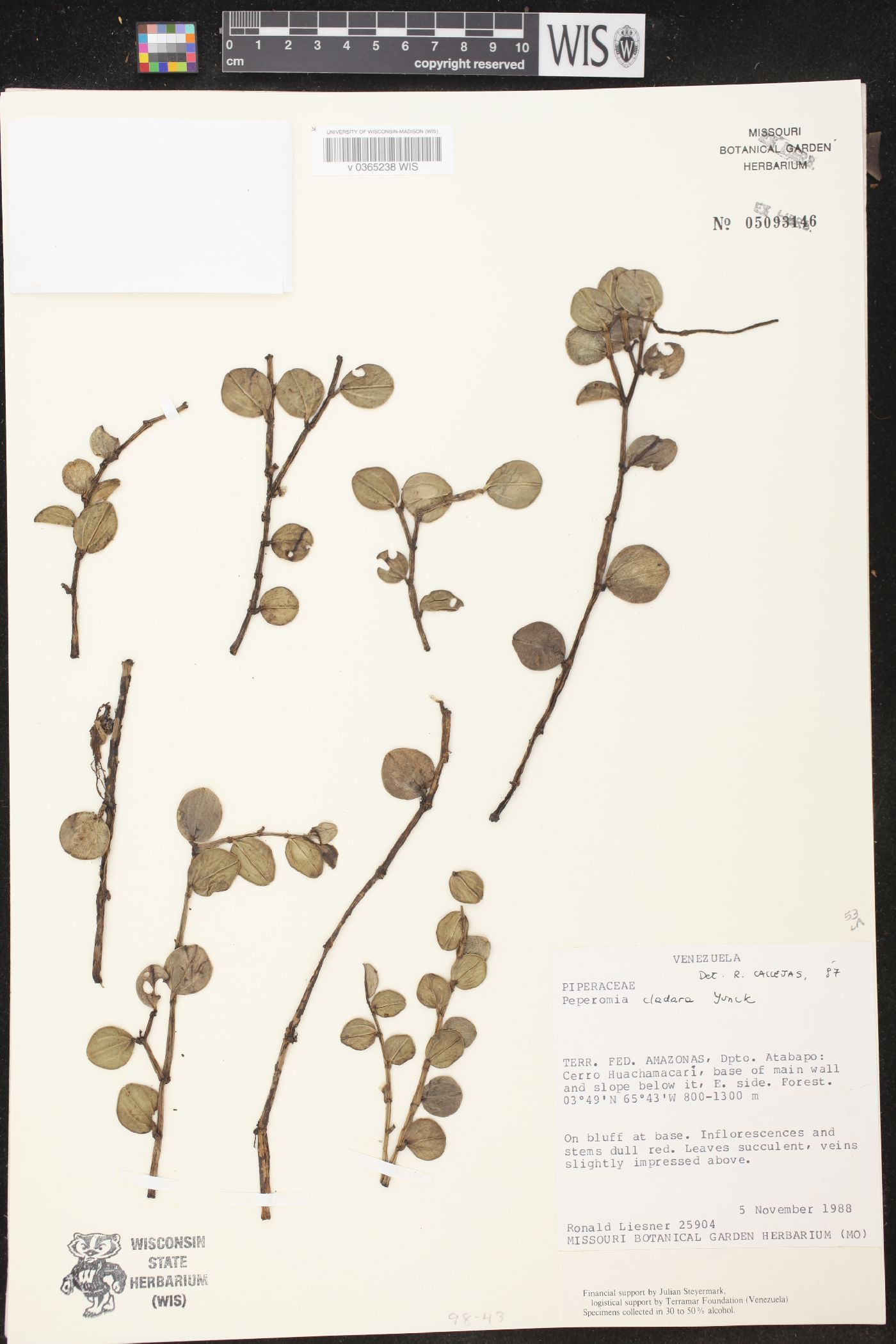 Peperomia cladara image