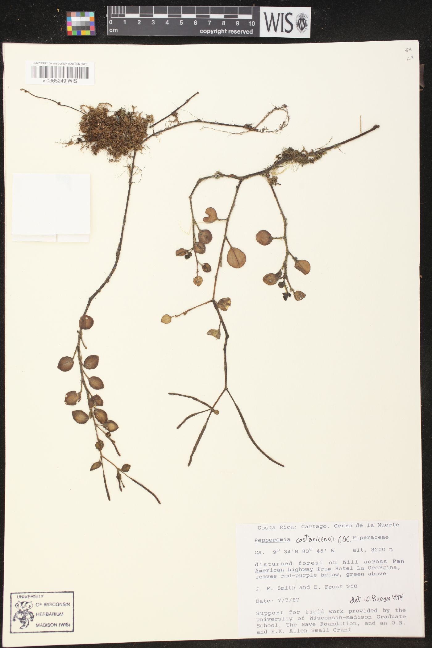 Peperomia costaricensis image
