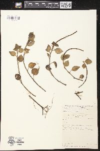 Peperomia costaricensis image