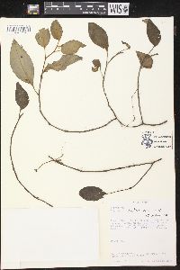 Peperomia costaricensis image