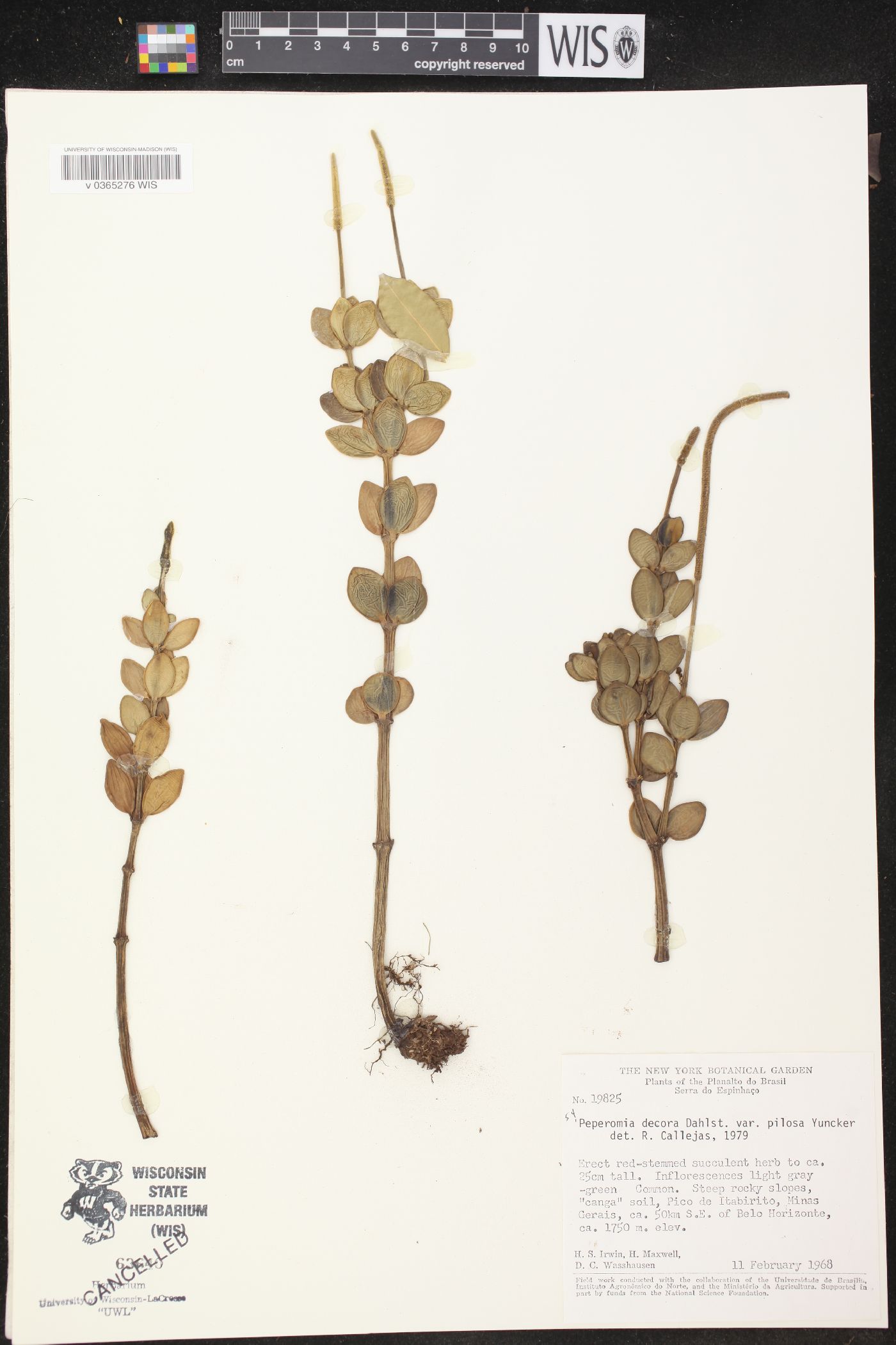 Peperomia decora image