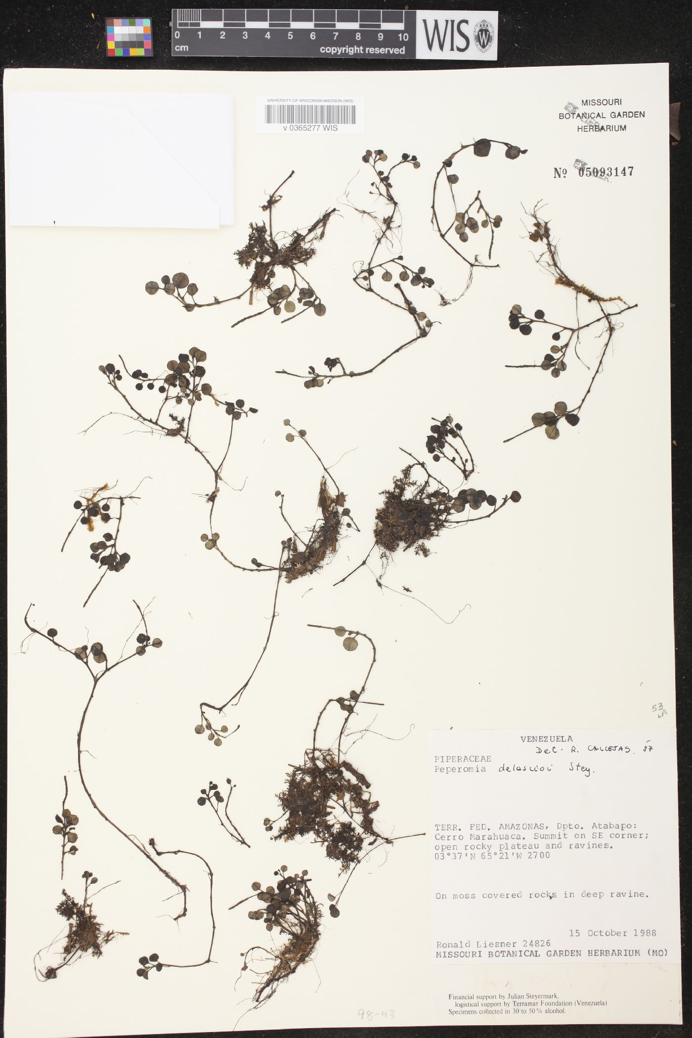 Peperomia delascioi image