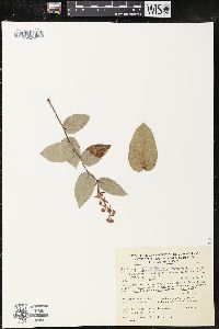 Gaultheria hirtiflora image