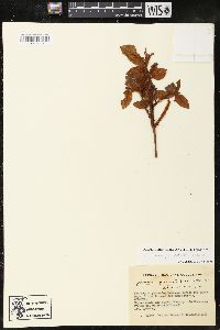 Image of Gaultheria glomerata