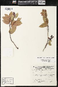 Gaultheria glaucifolia image