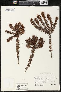 Image of Gaultheria foliolosa