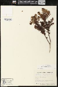 Image of Gaultheria anastomosans