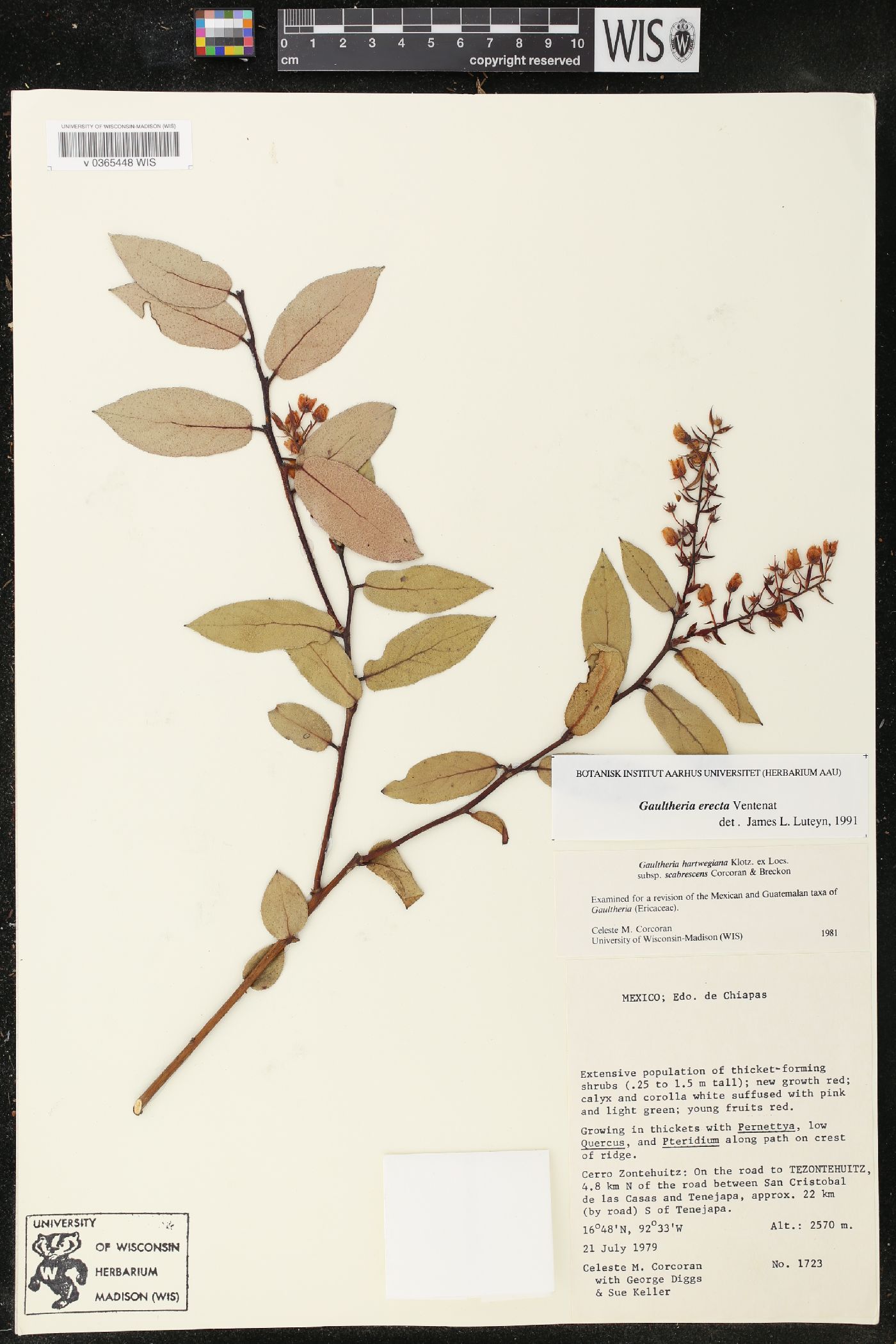 Gaultheria erecta image