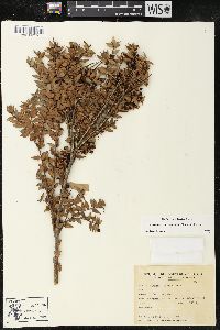 Image of Gaultheria phillyreifolia
