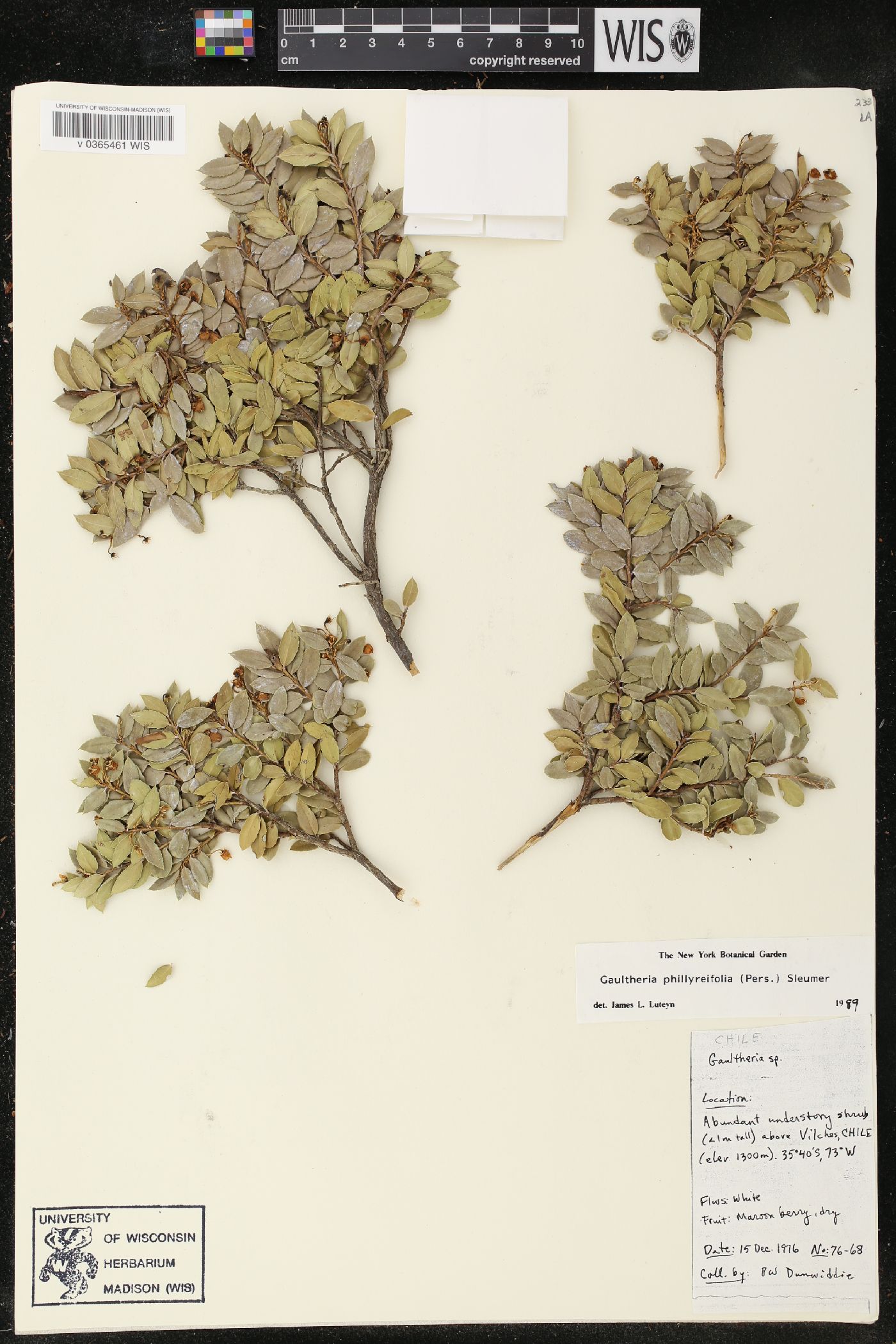 Gaultheria phillyreifolia image