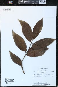 Piper arboreum image