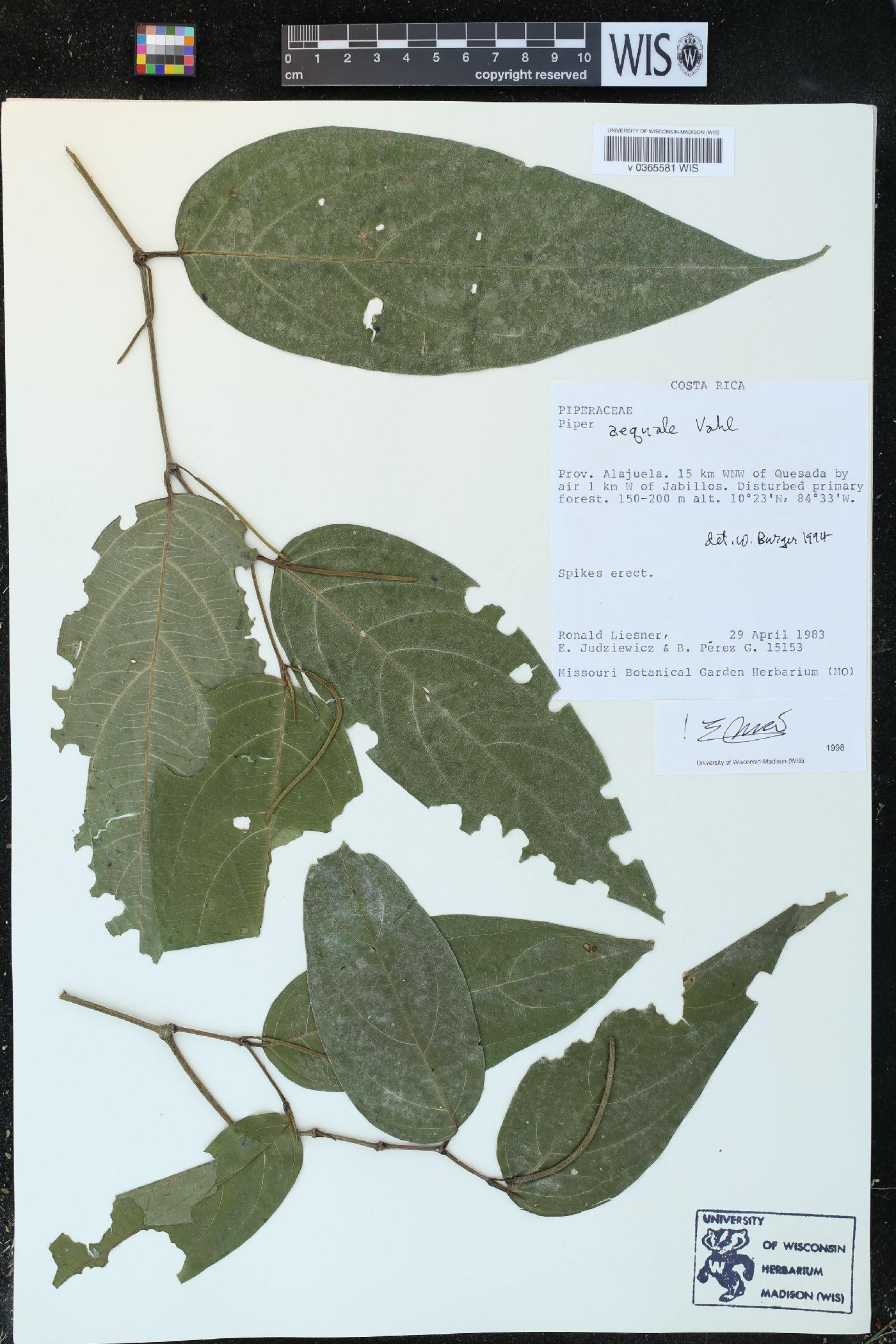 Piper aequale image