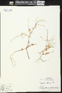 Peperomia galioides image
