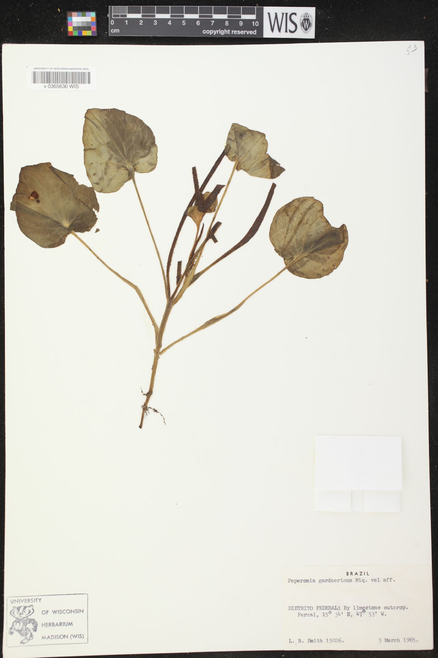 Peperomia gardneriana image