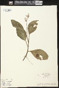 Peperomia guapilesiana image
