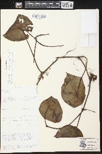 Peperomia hernandiifolia image