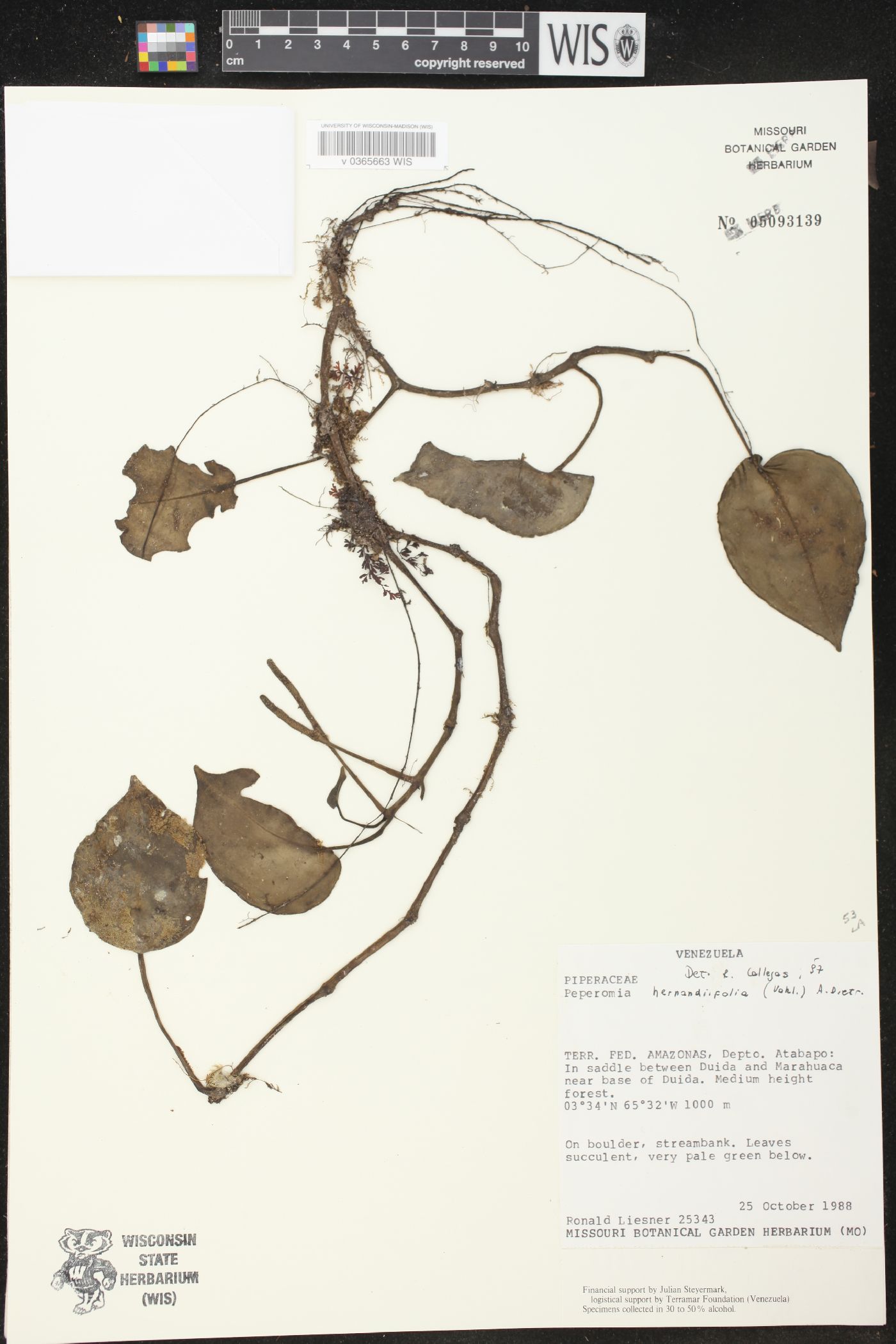 Peperomia hernandiifolia image