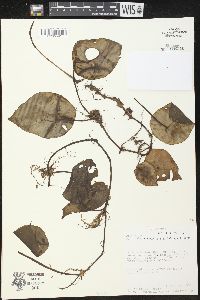 Peperomia hernandiifolia image