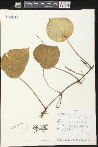 Peperomia hernandiifolia image