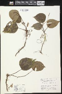 Peperomia hernandiifolia image