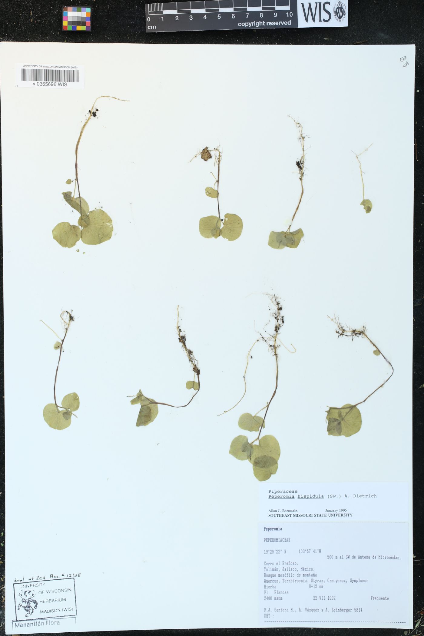 Peperomia hispidula image