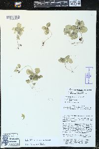Peperomia hispidula image