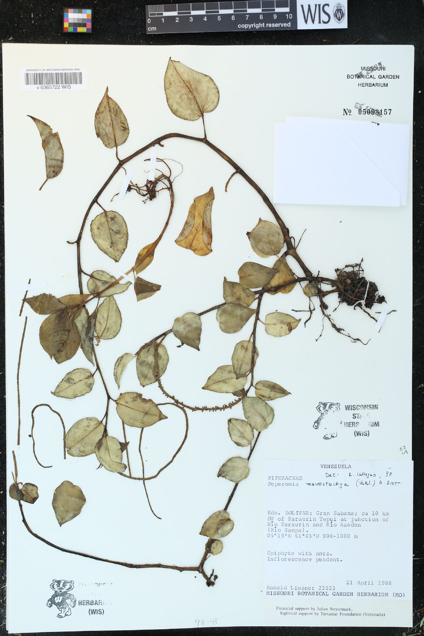 Peperomia macrostachya image