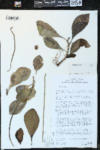 Peperomia magnoliifolia image