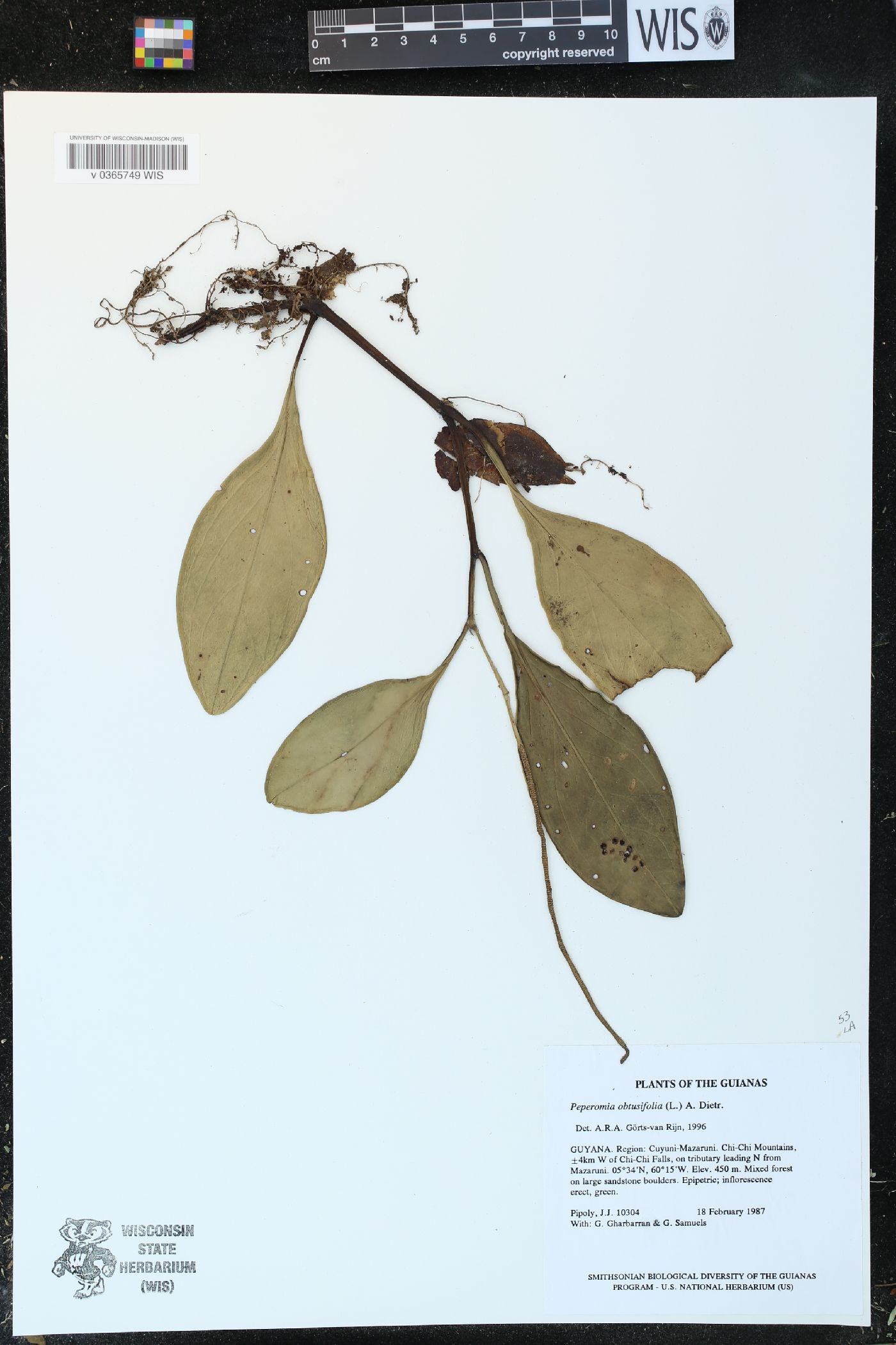 Peperomia obtusifolia image
