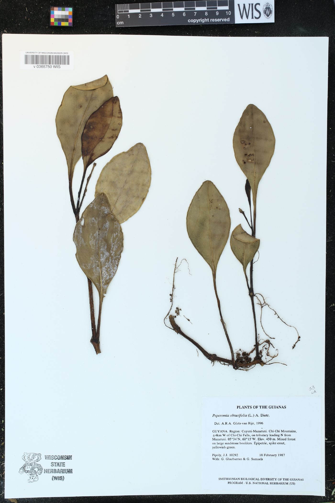 Peperomia obtusifolia image