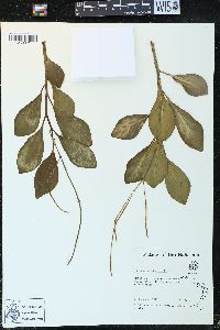 Peperomia obtusifolia image