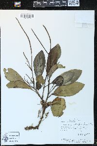 Peperomia obtusifolia image