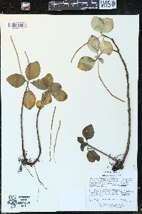 Peperomia obtusifolia image