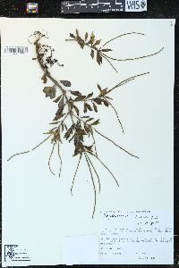 Peperomia olivacea image
