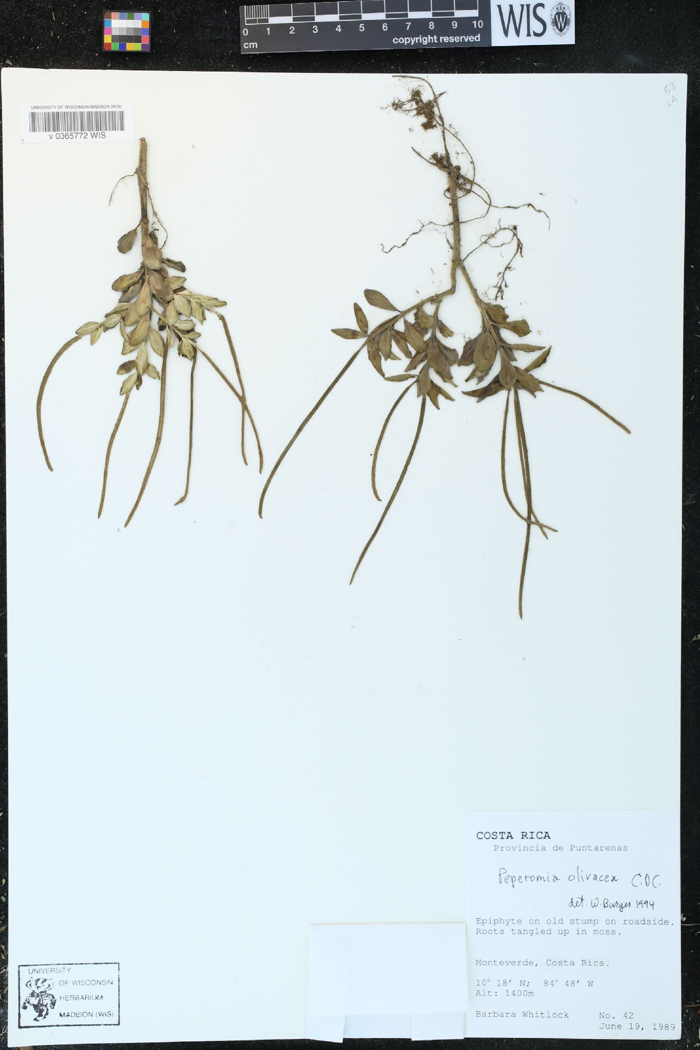 Peperomia olivacea image
