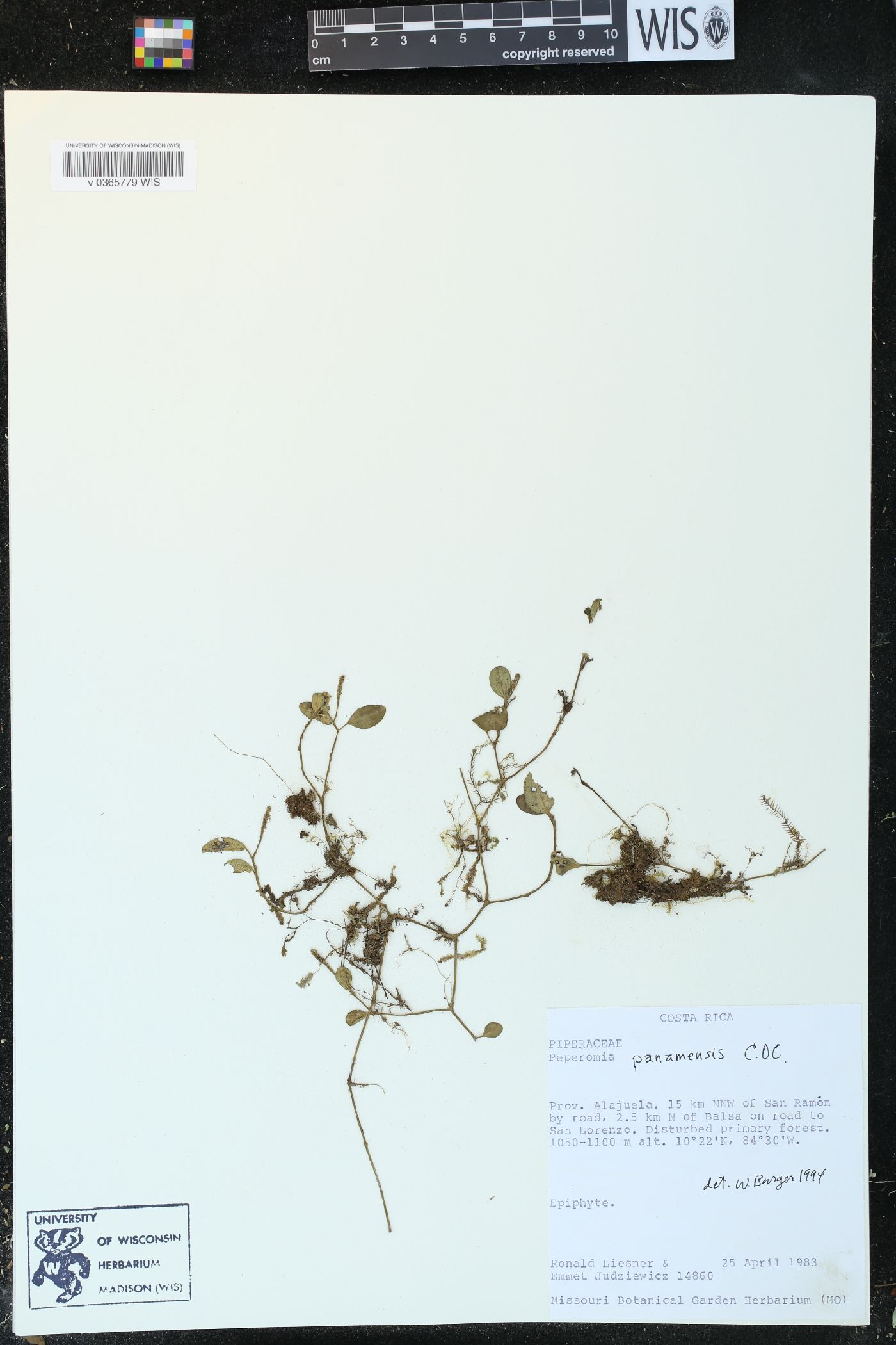 Peperomia silvivaga image