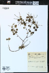 Peperomia rotundata image